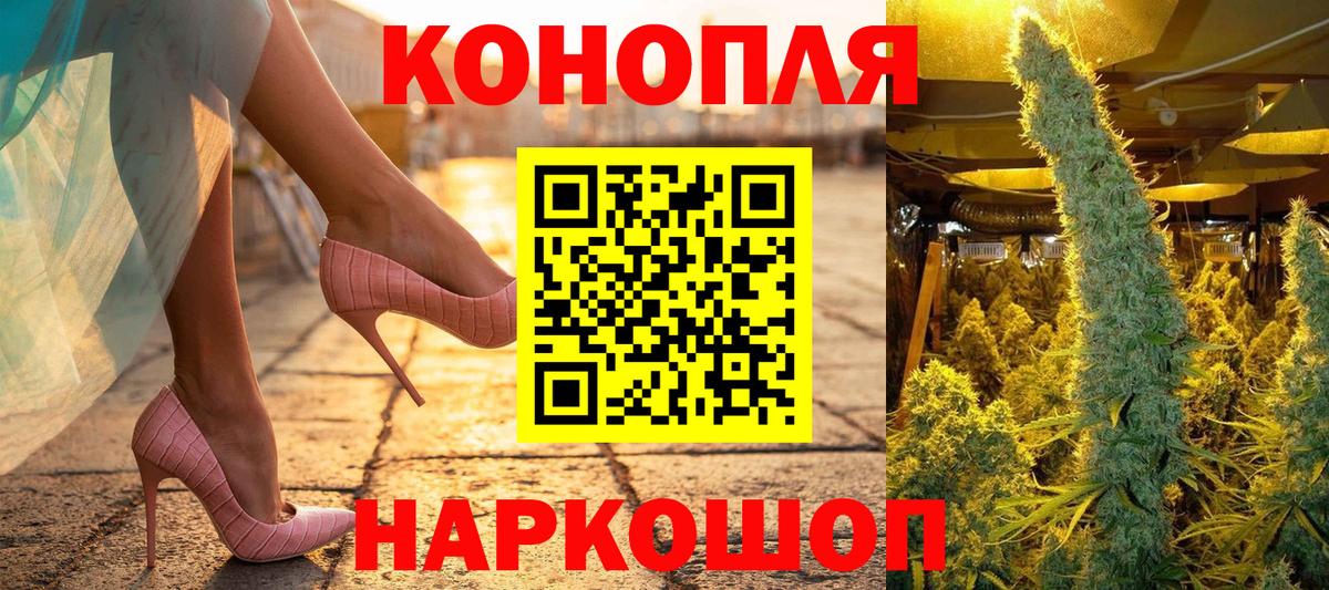 Конопля сатива Балтийск